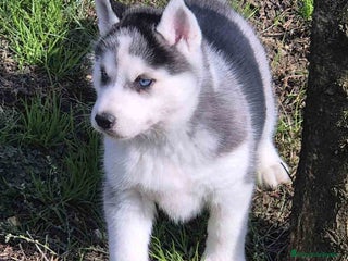 Husky Siberiano perros en Barcelona - Anuncio 13