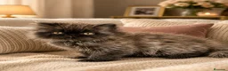 Persa gatos en venta: Precioso persa americano black smoke - Anuncio 2