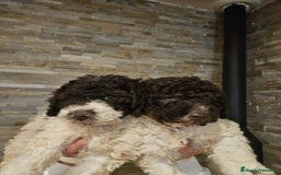 Perro de Agua Español perros en venta: Cachorro perro de aguas - Imagen 1