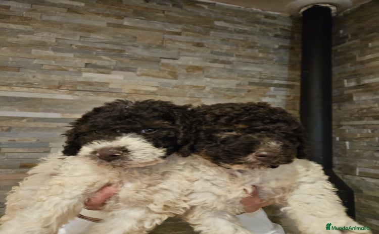 Perro de Agua Español perros - Anuncio 2