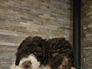 Perro de Agua Español perros - Anuncio 3