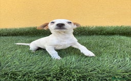 Jack Russell Terrier perros en venta: Hembra de Jack Russell  - Imagen 11