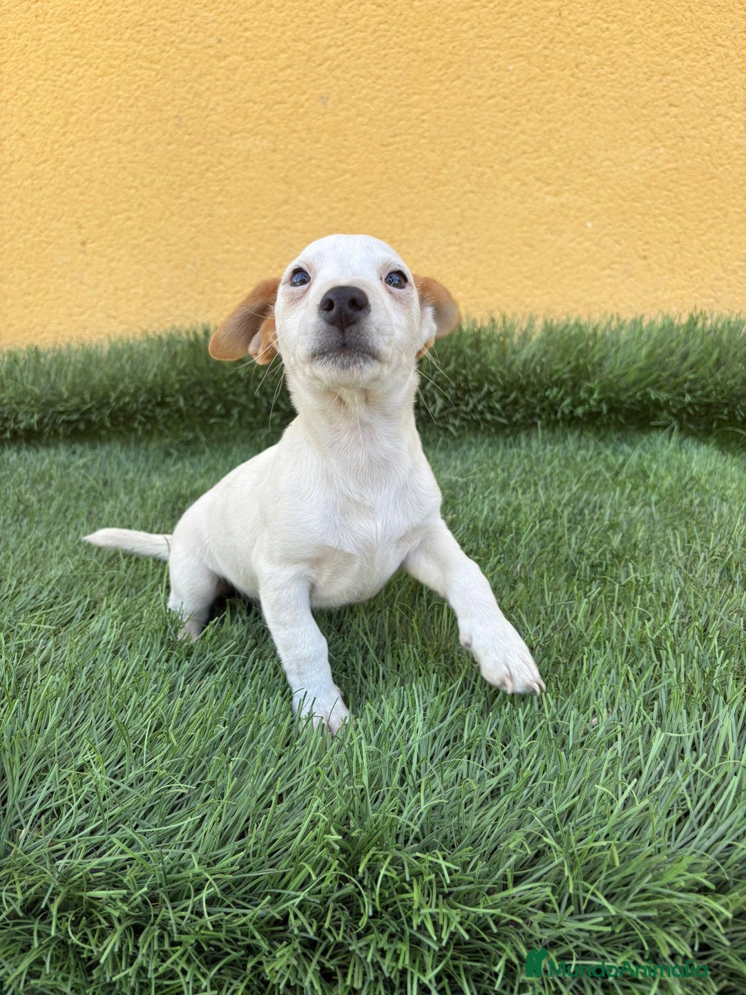 Jack Russell Terrier perros en venta: Hembra de Jack Russell  - Imagen 11