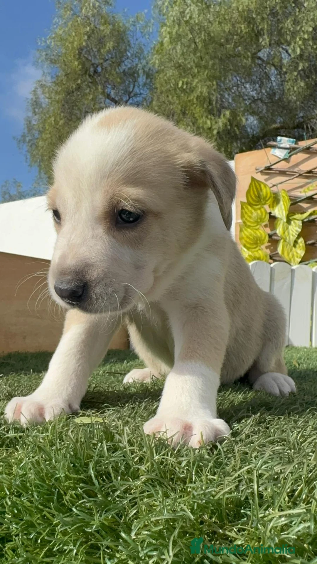 Mastín Español perros en venta: MASTIN ESPAÑOL - Anuncio 5