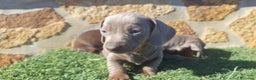 Teckel Miniatura perros en venta: Teckel kanichen isabela ojos claros  - Anuncio 3
