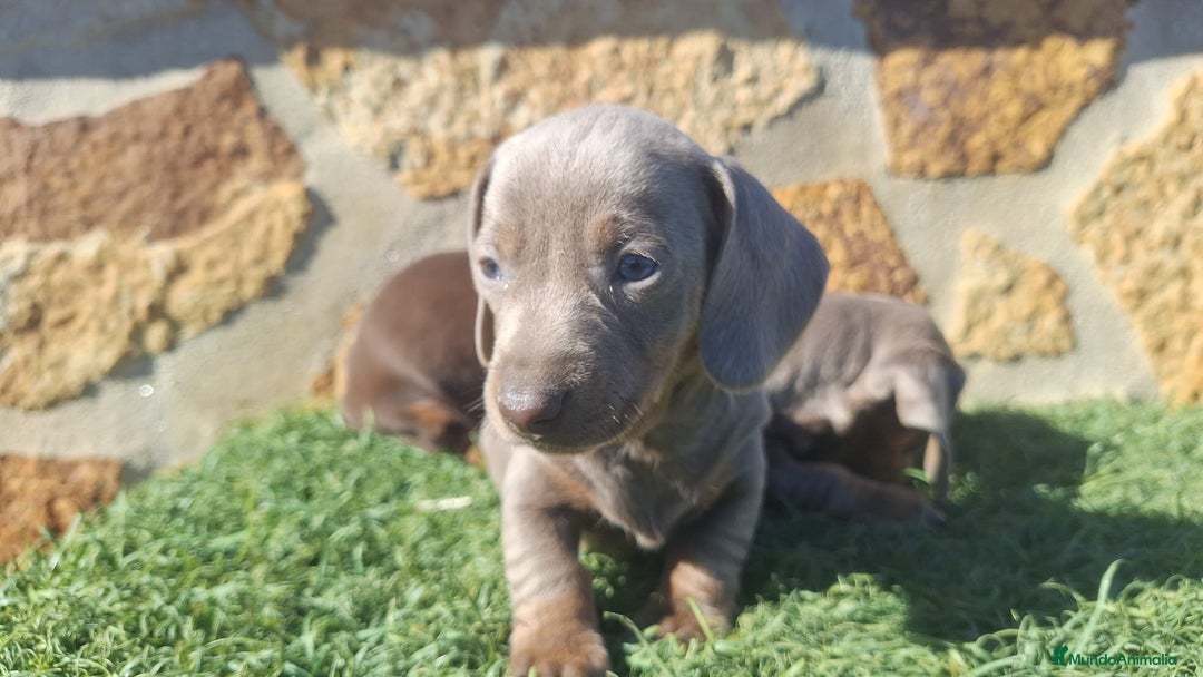 Teckel Miniatura perros en venta: Teckel kanichen isabela ojos claros  - Anuncio 3