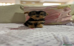 Yorkshire Terrier perros en venta: Yorkshire toy - Imagen 5