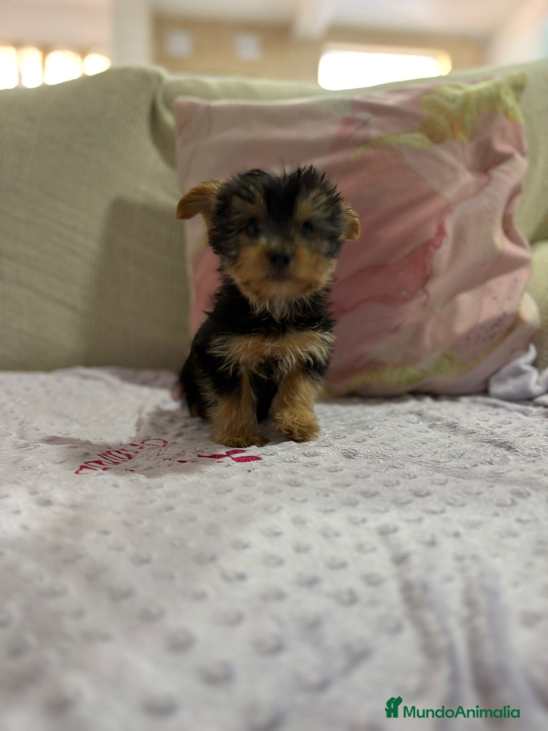 Yorkshire Terrier perros en venta: Yorkshire toy - Imagen 5