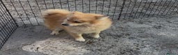 Pomerania perros en venta: Pomerania 6 meses  - Anuncio 1