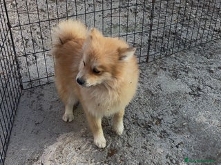 Pomerania perros Pomerania 6 meses - Anuncio 1