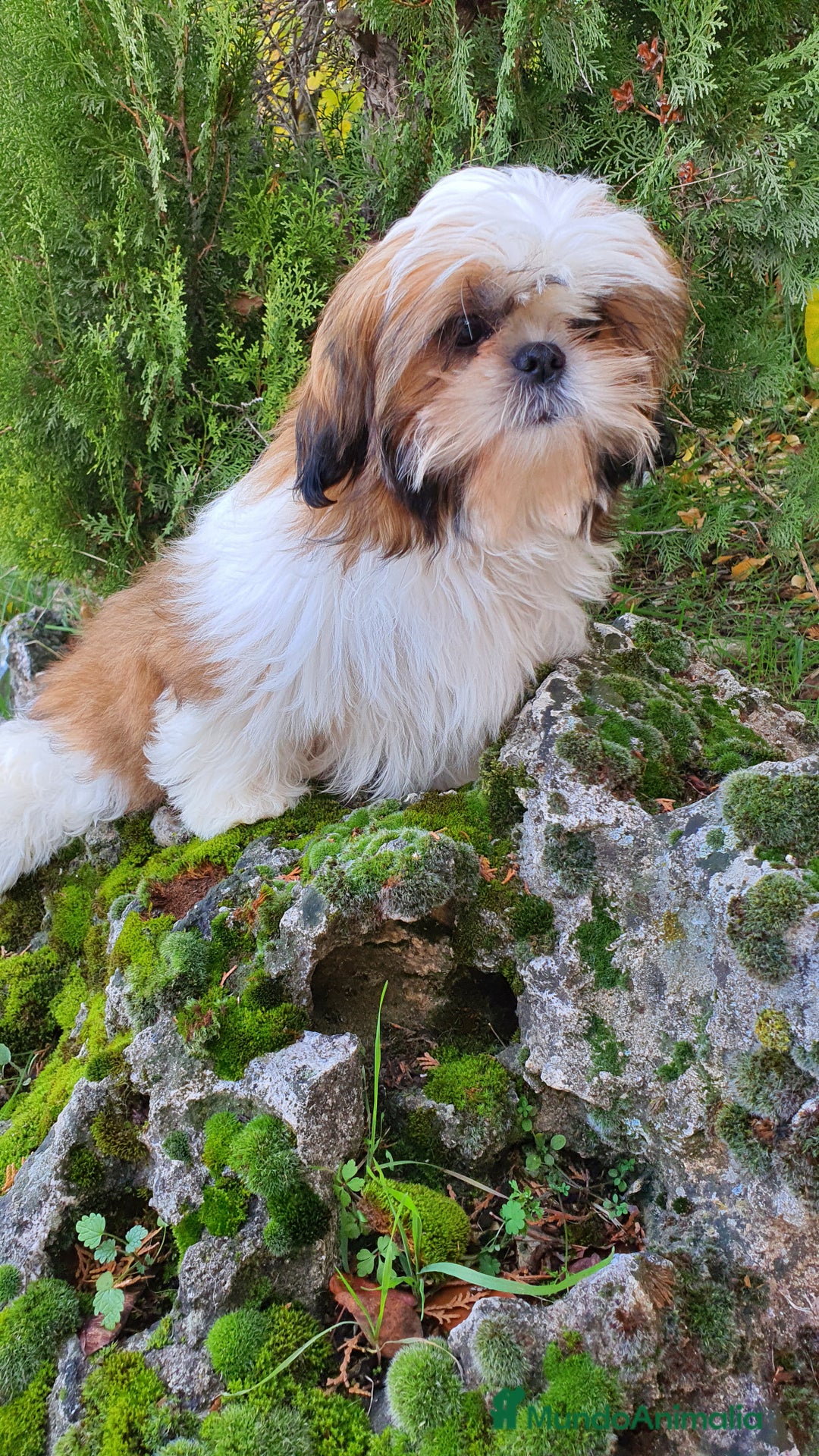 Shih Tzu perros en venta: Shih Tzu Macho 5 meses disponible  - Imagen 6