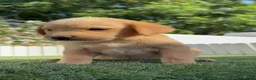 Labrador Retriever perros en venta: LABRADOR RETRIEVER  - Anuncio 15