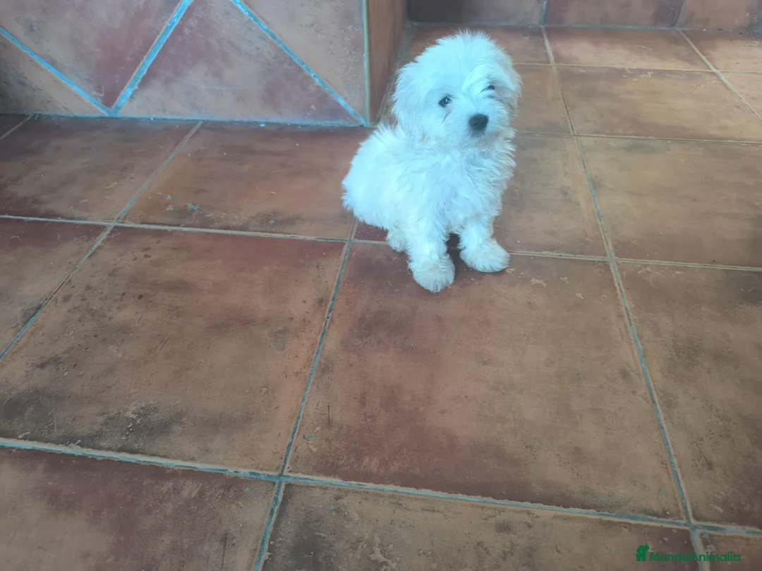 Bichón Maltés perros en venta: Bichón maltes  - Anuncio 1