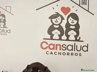 Teckel perros Teckel - Anuncio 2