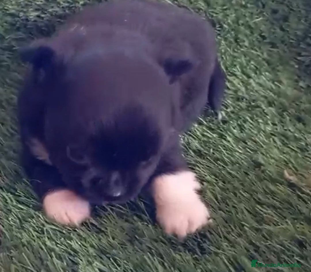 Chihuahua perros en venta: Chihuhua mini - Anuncio 1