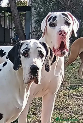 Imagen de galería {{count}}