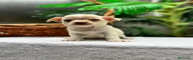 Chihuahua 4