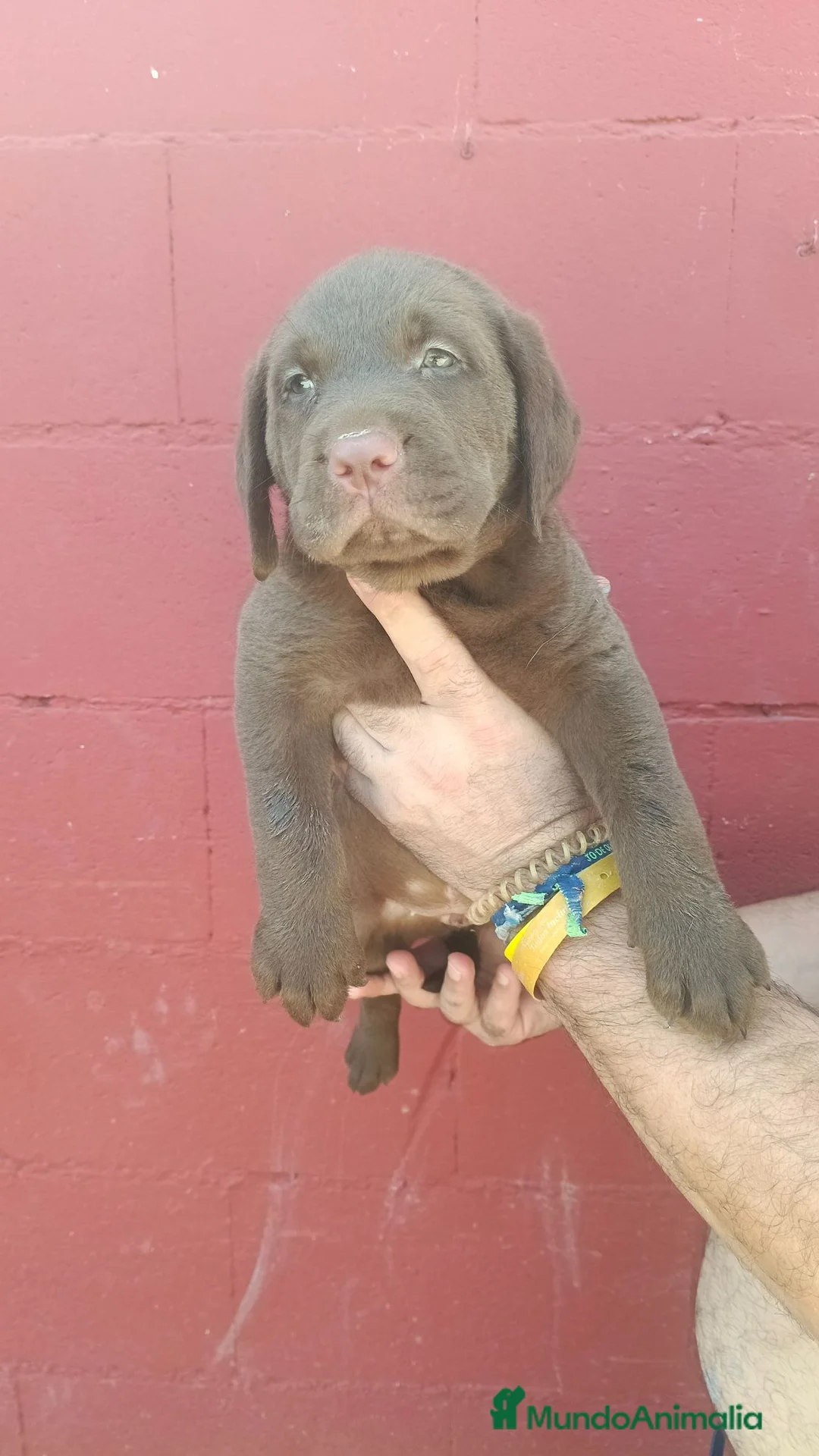 Labrador Retriever perros en venta: Labrador retriever chocolate disponible  en Barcelona - Anuncio 1