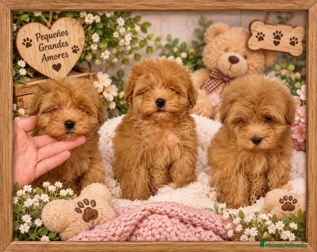 Maltipoo perros Maltipoo macho  - Anuncio 1
