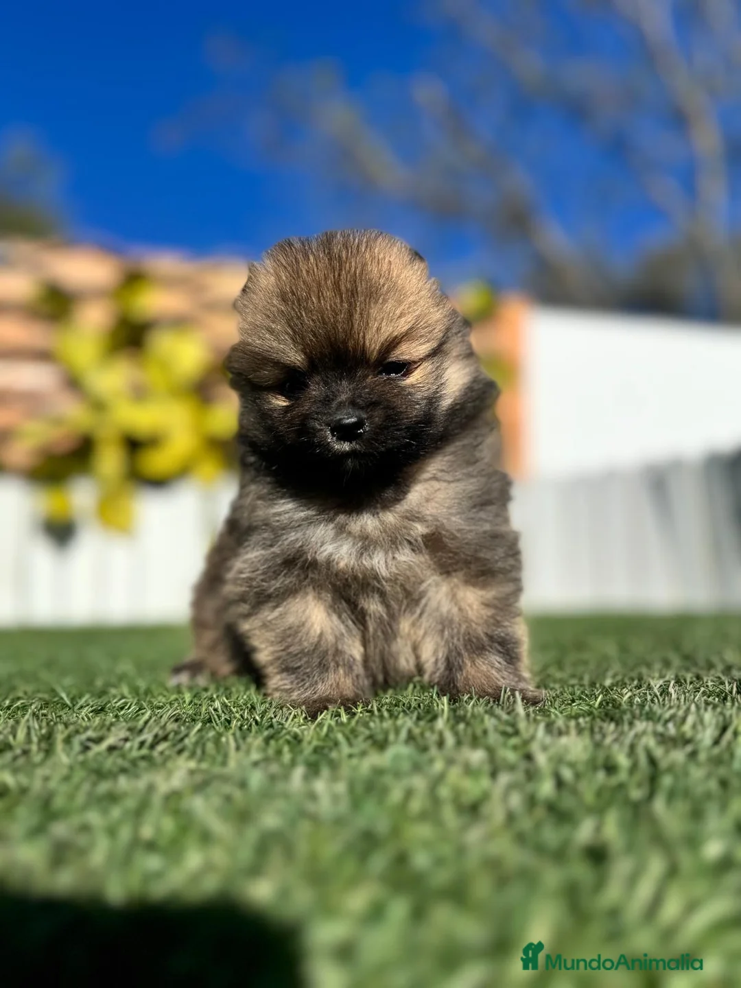 Pomerania perros en venta: POMERANIA HEMBRA - Anuncio 31