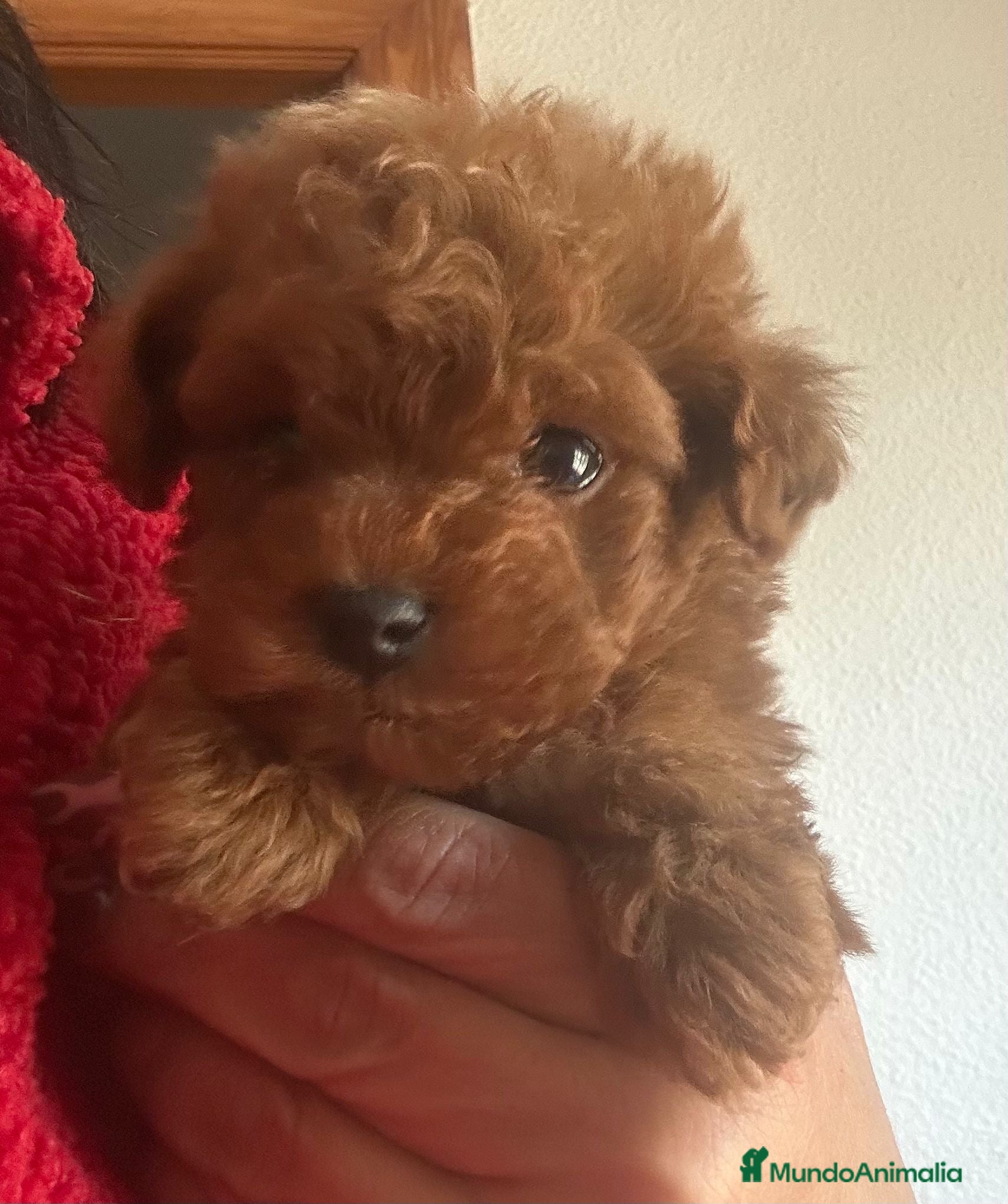 Caniche Toy perros en venta: Caniche Toy  - Anuncio 2