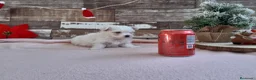 Bichón Maltés perros en venta: PRECIOSOS BICHON MALTES  LINEA TOY  - Anuncio 2