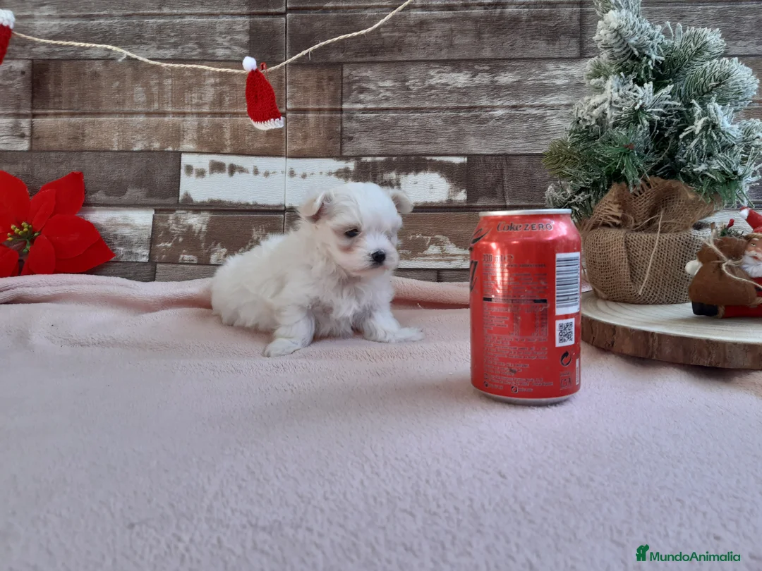 Bichón Maltés perros en venta: PRECIOSOS BICHON MALTES  LINEA TOY  - Anuncio 2