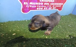 Teckel perros en venta: camada de teckel - Imagen 2