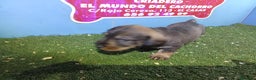 Teckel perros en venta: camada de teckel - Anuncio 2