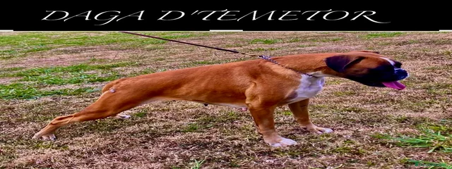 DAGA D'TEMETOR