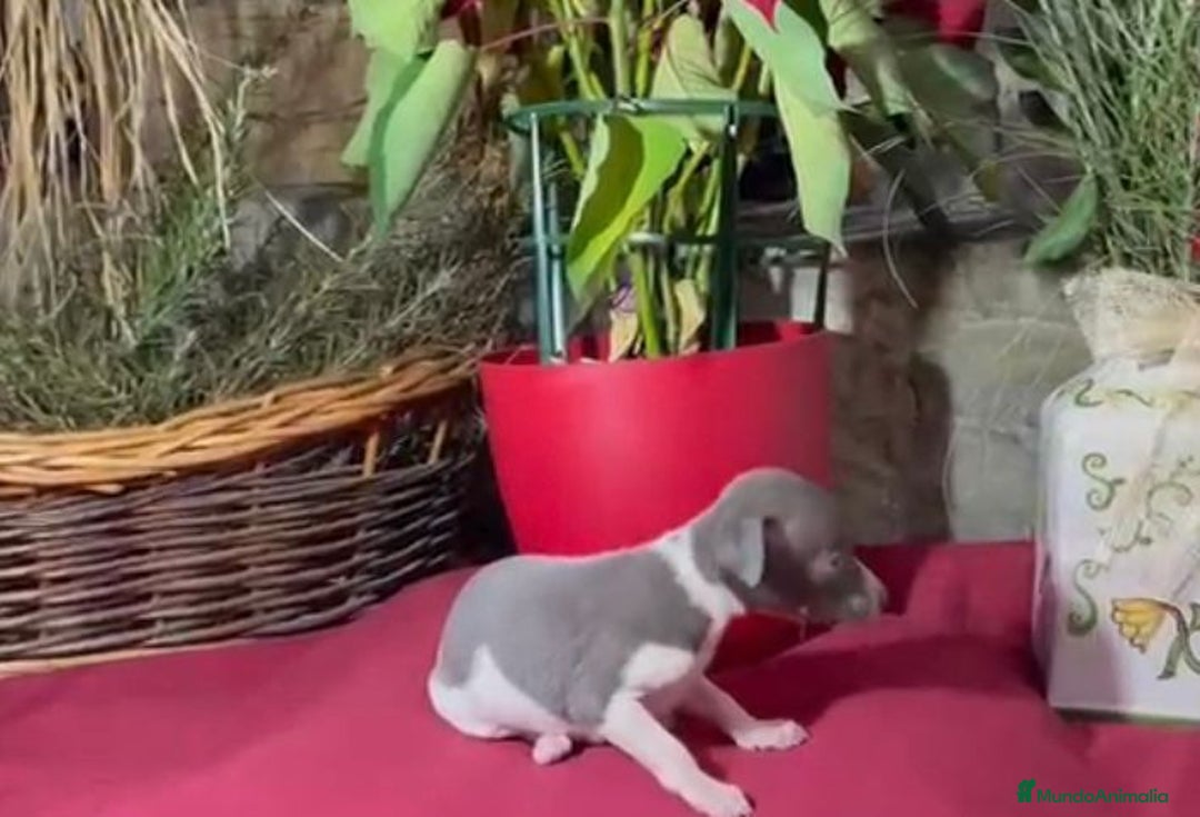 Whippet perros en venta: Whippet blue y Verdino  - Anuncio 22