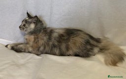 Maine Coon gatos en venta: Maine Coon Hembras - Imagen 10