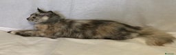 Maine Coon gatos en venta: Maine Coon Hembras - Anuncio 10