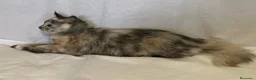 Maine Coon gatos en venta: Maine Coon Hembras - Anuncio 10