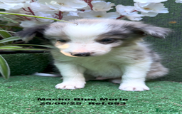 Border Collie perros en venta: BORDER COLLIE DE VILLA BIZNAGA - Imagen 30