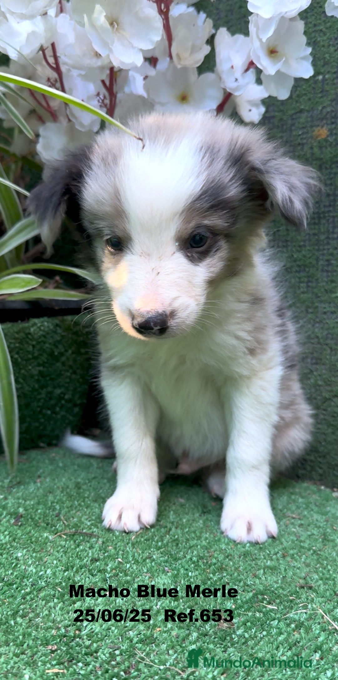 Border Collie perros en venta: BORDER COLLIE DE VILLA BIZNAGA - Imagen 30