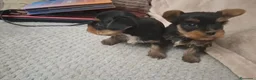 Yorkshire Terrier perros en venta: Preciosa camada de Yorkshire listos para entregar en Sevilla - Anuncio 4