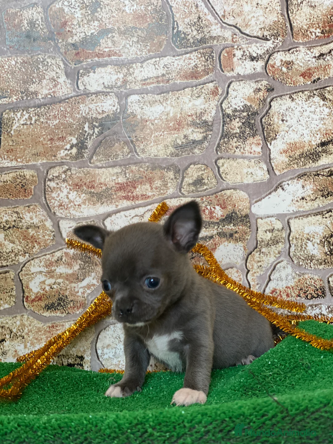Chihuahua perros en venta: Chihuahua Toy  en Ciudad Real - Anuncio 7