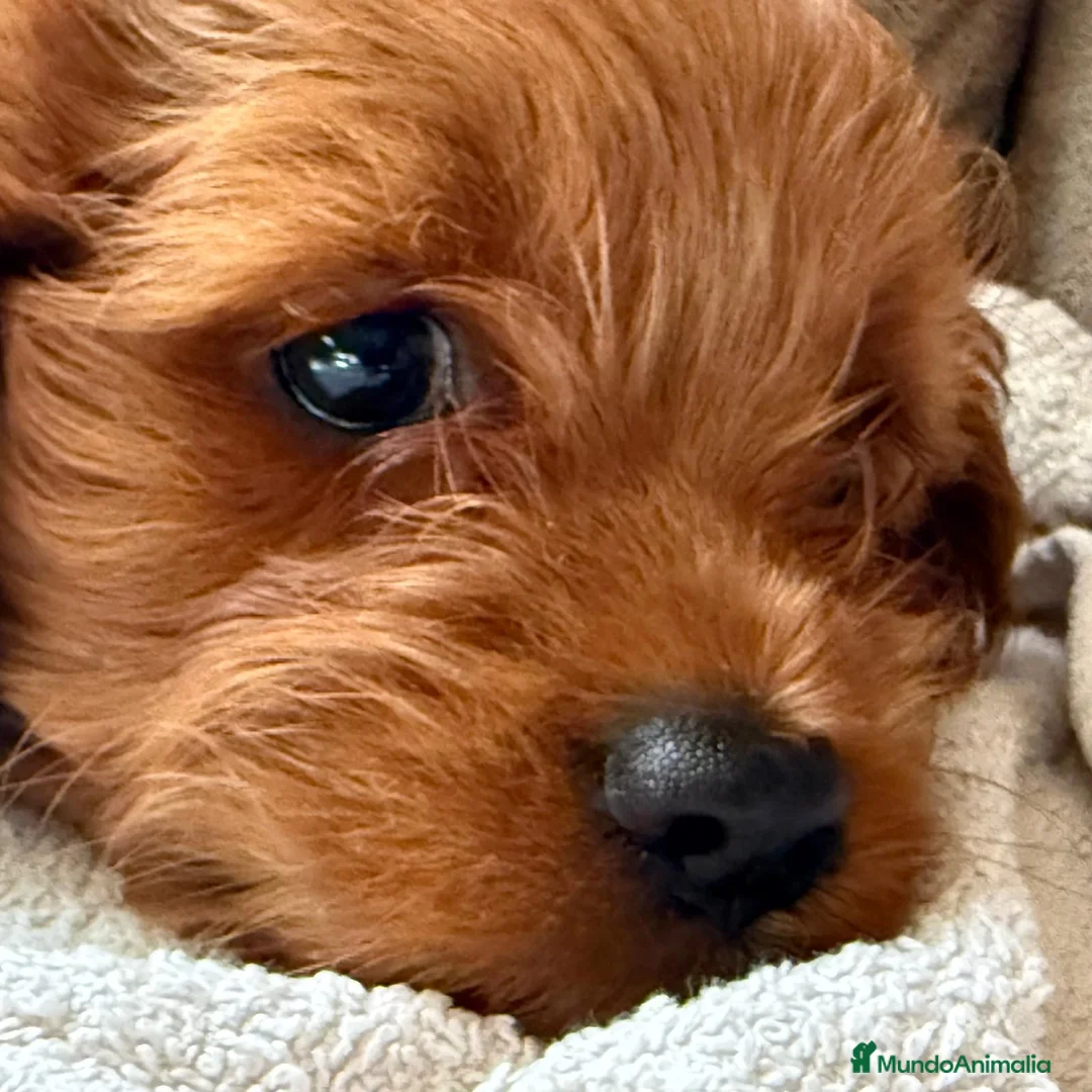 Cavapoo perros en venta: Preciosa cachorrita raza Cavapoo en Granada - Anuncio 5