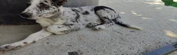 Border Collie perros en venta: BORDER COLLIE - ÚLTIMOS CACHORROS DISPONIBLES - Anuncio 4