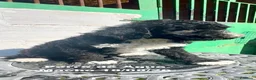 Perro de Agua Español perros en venta: Perro de Agua - Anuncio 11
