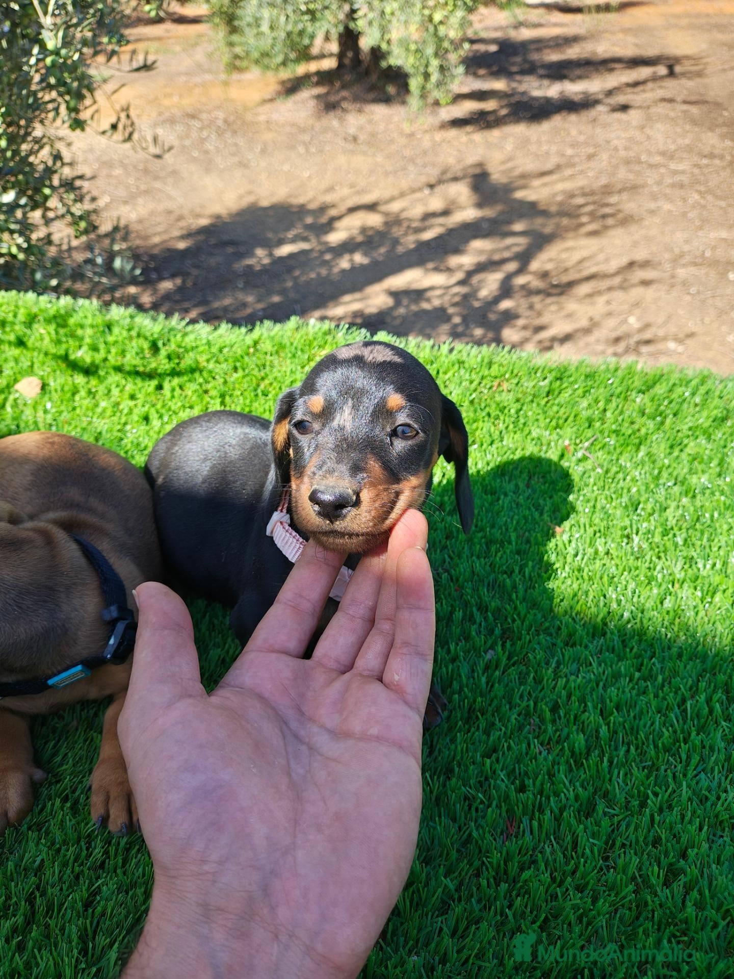 Teckel Miniatura perros Teckel miniatura  - Anuncio 27