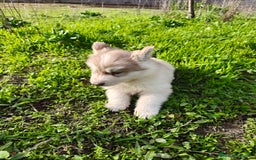 Husky Siberiano perros en venta: Machos Husky siberiano  - Imagen 5