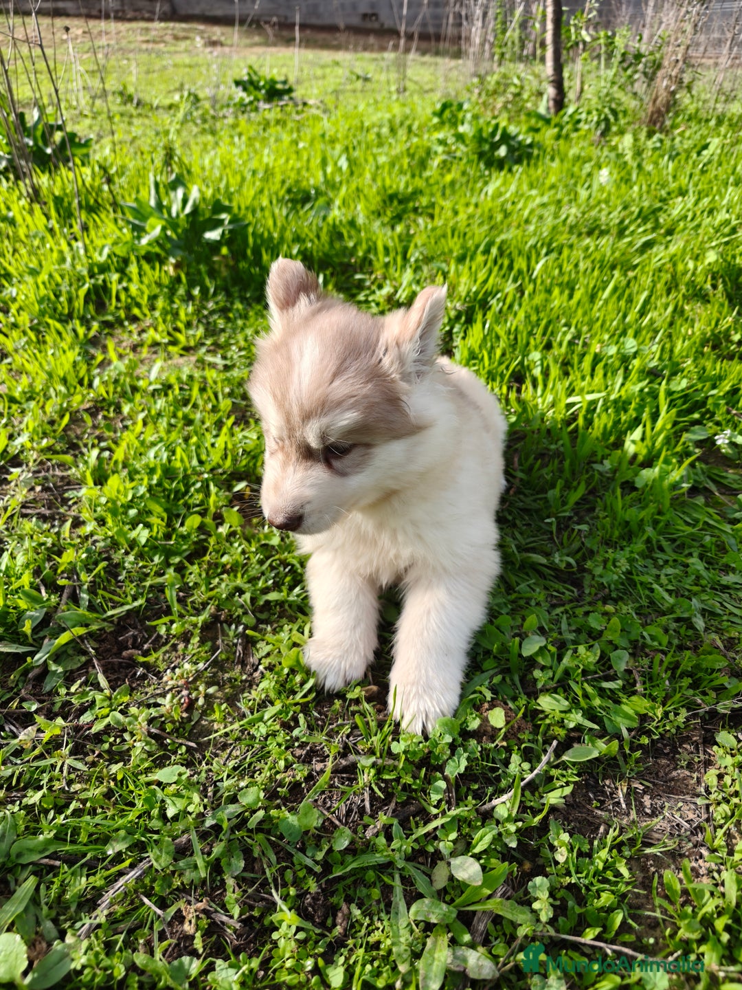 Husky Siberiano perros en venta: Machos Husky siberiano  - Imagen 5