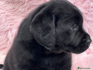 Labrador Retriever perros - Anuncio 26
