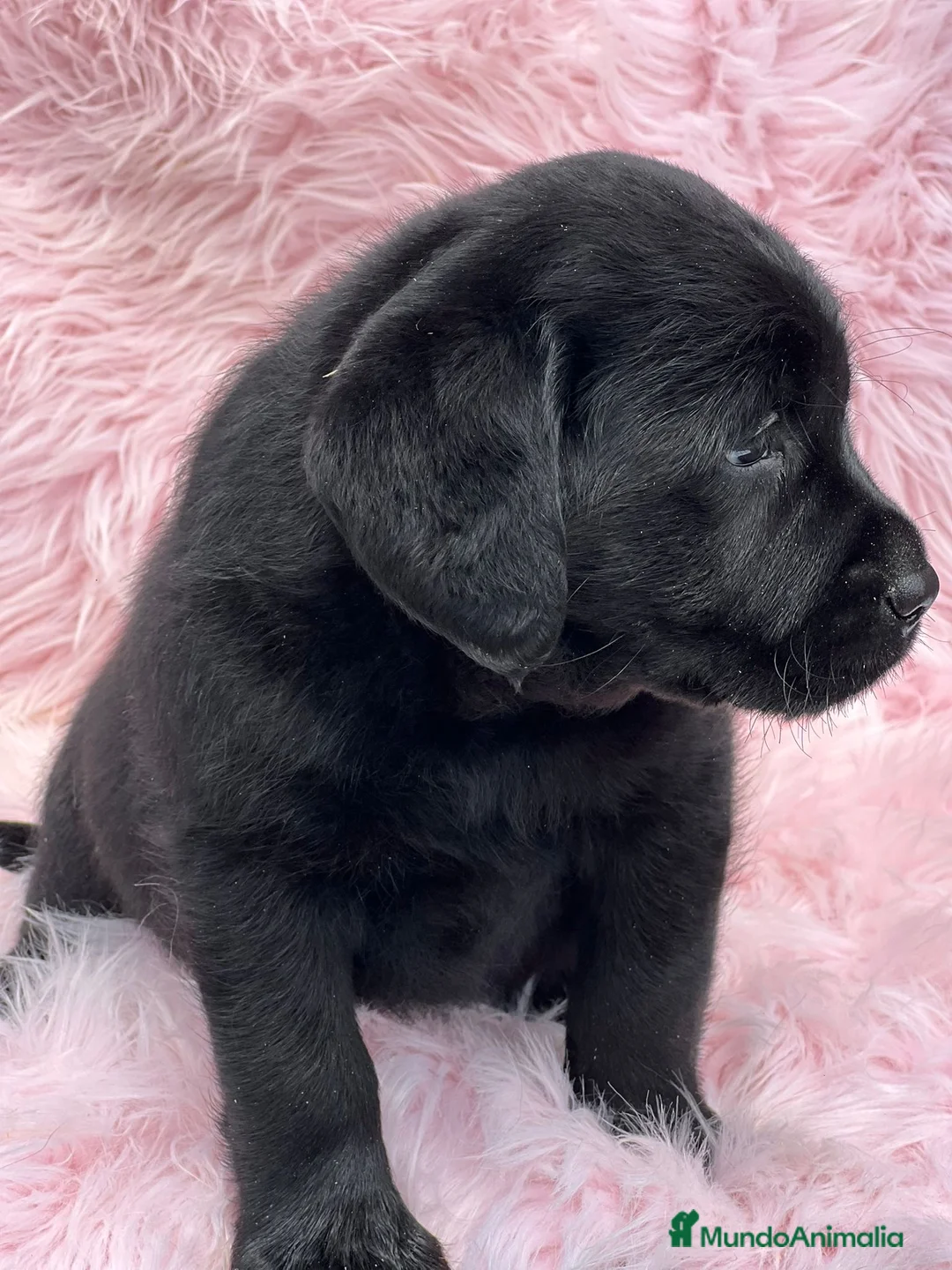 Labrador Retriever perros en venta: EXCELENTE LÍNEA LABRADOR NEGRO SOLIDO - Anuncio 1