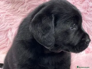 Labrador Retriever perros EXCELENTE LÍNEA LABRADOR NEGRO SOLIDO - Anuncio 13