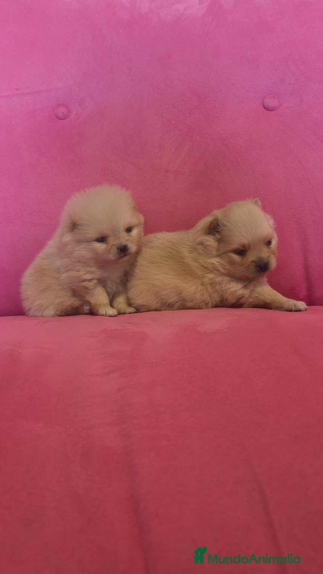 Pomerania perros en venta: Lulú Pomerania hembra y macho  - Anuncio 6