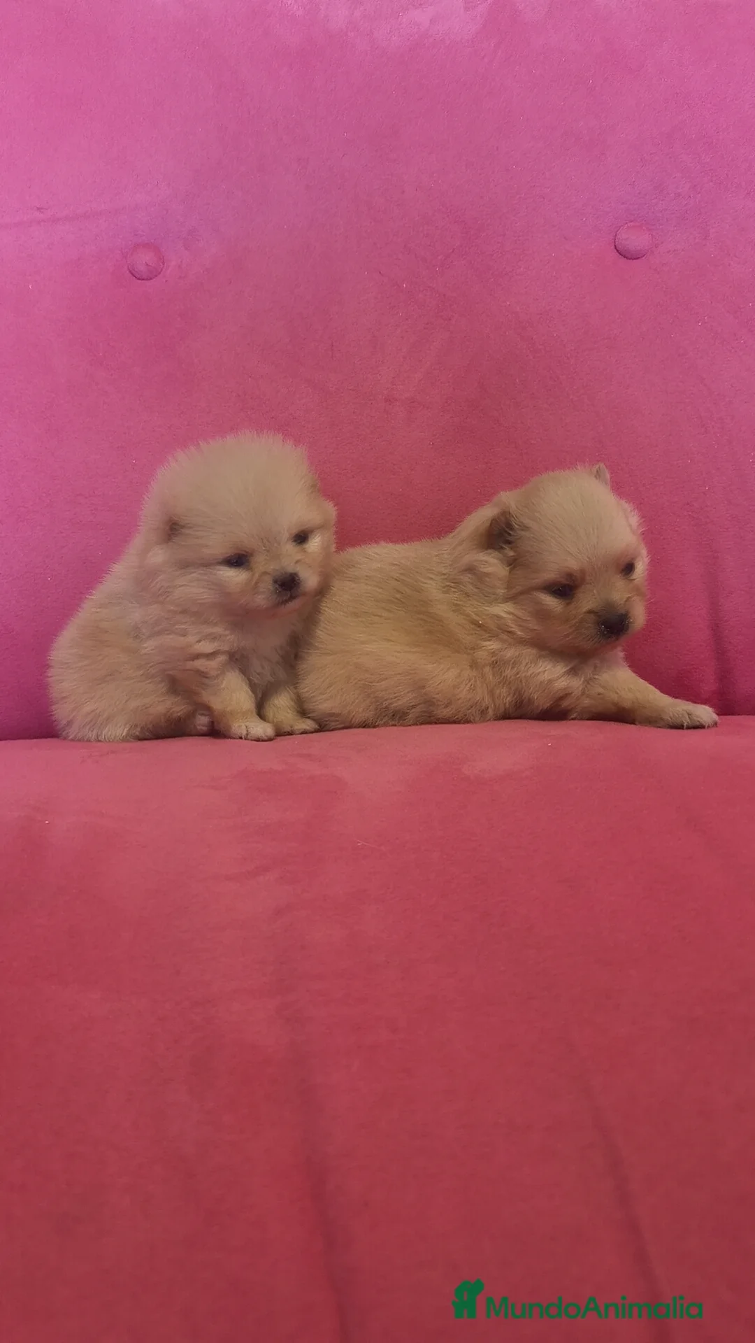 Pomerania perros en venta: Lulú Pomerania hembra y macho  - Anuncio 6