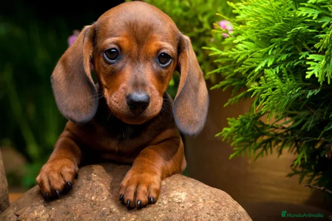 Teckel Miniatura perros en venta: TECKEL MINIATURA DISPONIBLES  - Imagen 4